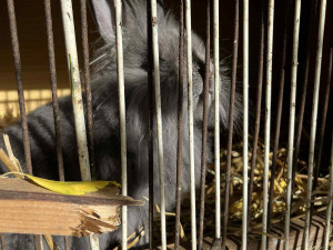 Štěňata zachráněná z otřesného chovu zatím k adopci nejsou, čeká se na úřady