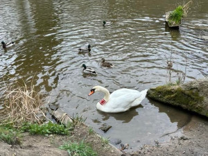 Obávaný Trenér se na zimu vrátil do svého teritoria. Útočit začne až na jaře