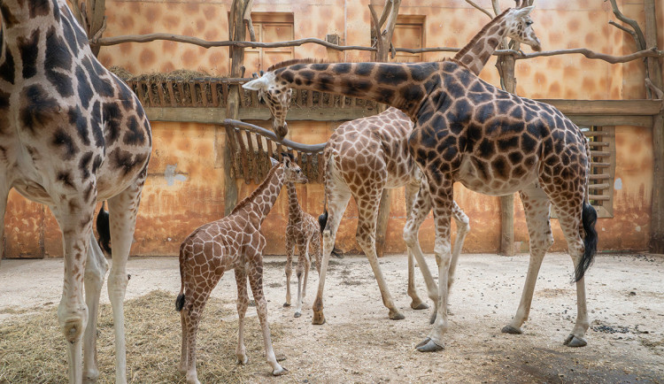 Pomoc pro neslyšící návštěvníky olomoucké zoo. Informace dostanou ve znakovém jazyce