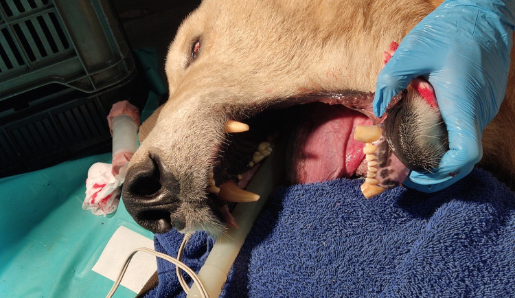 Lední medvědice Elsa musela na operaci. Veterináři jí v Brně zachránili špičáky