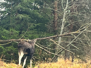 Na Šumavě už potkala vlka i losa Emila. Zbývá jí spatřit ještě rysa a tetřeva