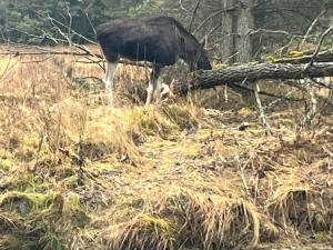 Na Šumavě už potkala vlka i losa Emila. Zbývá jí spatřit ještě rysa a tetřeva