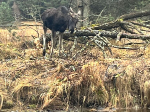 Na Šumavě už potkala vlka i losa Emila. Zbývá jí spatřit ještě rysa a tetřeva