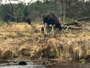 Na Šumavě už potkala vlka i losa Emila. Zbývá jí spatřit ještě rysa a tetřeva