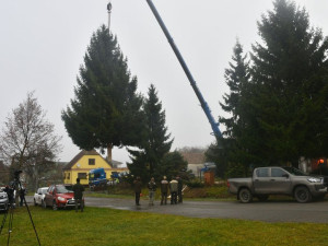 Vánoční strom pro Plzeň už cestuje ze Stodu na náměstí Republiky. Přijede večer