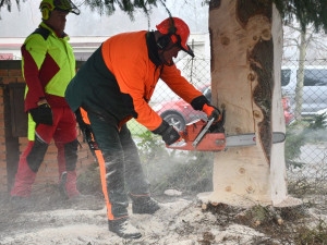 Vánoční strom pro Plzeň už cestuje ze Stodu na náměstí Republiky. Přijede večer