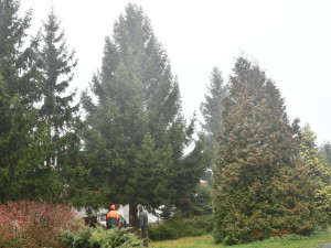 Vánoční strom pro Plzeň už cestuje ze Stodu na náměstí Republiky. Přijede večer