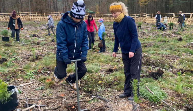Dobrovolníci vysázeli v městském lese 4000 borovic