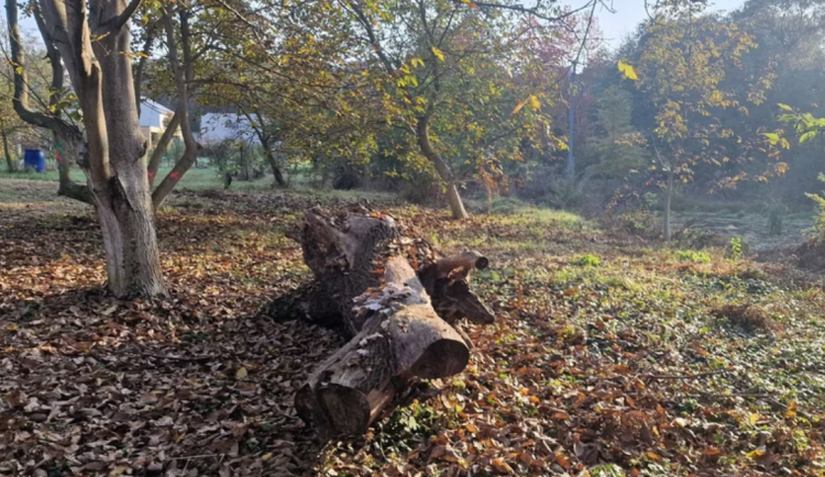 Kuňka a čolek. Droždín zvelebil lokalitu s vzácnými živočichy, sloužit bude i rekreaci