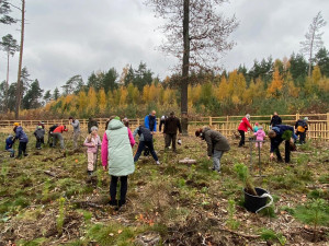 Dobrovolníci vysázeli v městském lese 4000 borovic