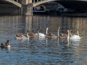 Nikdo je nesnědl. Záhadně zmizelé labutě se pomalu začínají vracet na Vltavu