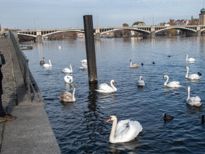 Nikdo je nesnědl. Záhadně zmizelé labutě se pomalu začínají vracet na Vltavu