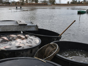 Začalo upouštění dvou rybníků v Bolevecké rybniční soustavě. Čeká je výlov i oprava