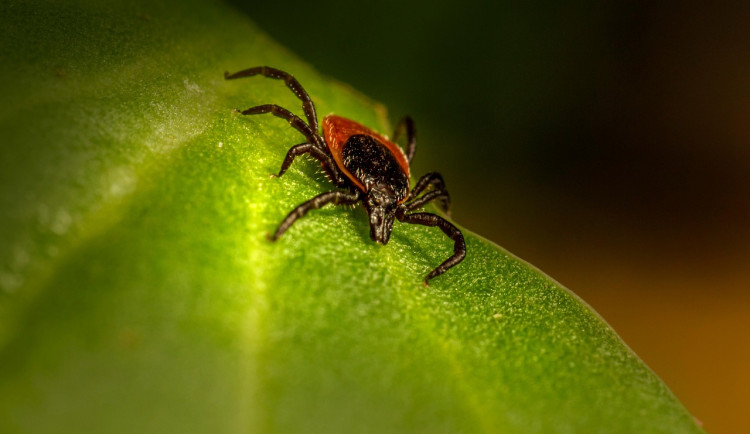 Hygienici zaznamenali letos rekordní výskyt boreliózy na jihu Čech, 963 případů