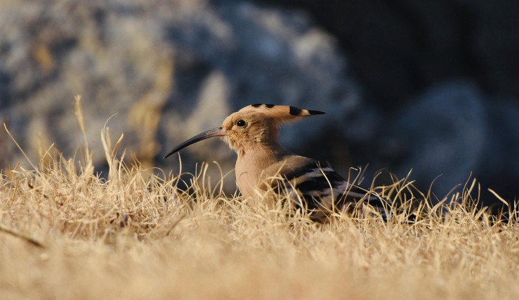 Dudci na Břeclavsku zažili rekordní rok. Ve speciálních budkách vyvedli 25 mláďat