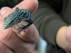 Naprostá rarita. Z jednoho vejce vykoukla dvě mláďata nádherného varana modrého