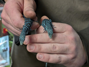 Naprostá rarita. Z jednoho vejce vykoukla dvě mláďata nádherného varana modrého