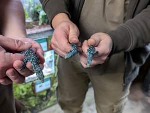 Naprostá rarita. Z jednoho vejce vykoukla dvě mláďata nádherného varana modrého