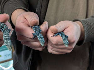 Naprostá rarita. Z jednoho vejce vykoukla dvě mláďata nádherného varana modrého