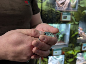 Naprostá rarita. Z jednoho vejce vykoukla dvě mláďata nádherného varana modrého