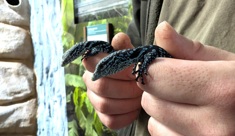 Naprostá rarita. Z jednoho vejce vykoukla dvě mláďata nádherného varana modrého