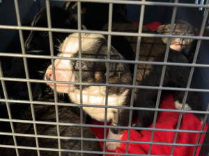 Před 14 dny zabavili veterináři přes 50 zvířat chovatelce na Tachovsku