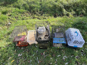 Před 14 dny zabavili veterináři přes 50 zvířat chovatelce na Tachovsku