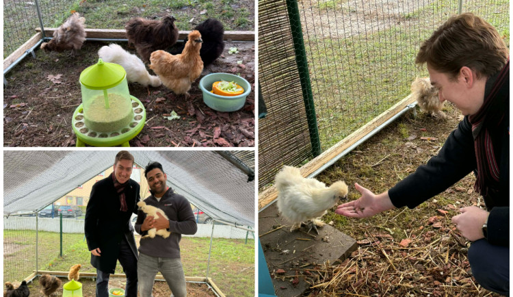 Kurt a Vločka. Děti v plzeňské školce se starají o čtyři slepice a kohouta