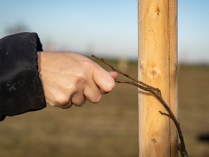 FOTO: Nově vysazený sad v Semněvicích ochrání zdroje pitné vody pro občany