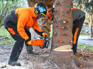 FOTO: Čtyřka už má na místě letošní vánoční strom. Podívejte se na jeho převoz