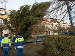 FOTO: Čtyřka už má na místě letošní vánoční strom. Podívejte se na jeho převoz