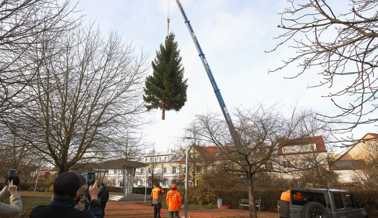 Čtyřka už má na místě letošní vánoční strom. Podívejte se na jeho převoz