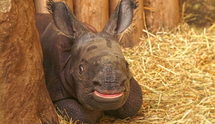 Měsíc po smrti otce se v zoo narodil samec nosorožce, zahrada plánuje ukázat na Vánoce