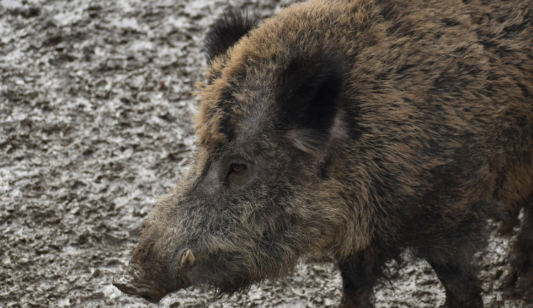 Divoké prase pobíhalo po nákupním centru mezi zákazníky a způsobilo pořádný poprask