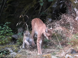 Fotopast na Šumavě unikátně zachytila vzácnou hru rysích dvojčat i jejich matku