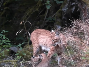 Fotopast na Šumavě unikátně zachytila vzácnou hru rysích dvojčat i jejich matku