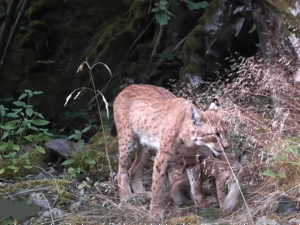 Fotopast na Šumavě unikátně zachytila vzácnou hru rysích dvojčat i jejich matku