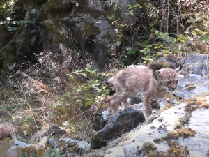 Fotopast na Šumavě unikátně zachytila vzácnou hru rysích dvojčat i jejich matku