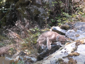 Fotopast na Šumavě unikátně zachytila vzácnou hru rysích dvojčat i jejich matku