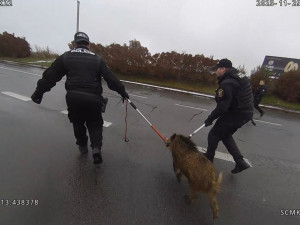 Divočák vtrhl mezi lidi do nákupního centra. Akční zákrok strážníků zachytila kamera