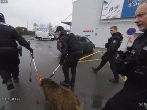 Divočák vtrhl mezi lidi do nákupního centra. Akční zákrok strážníků zachytila kamera