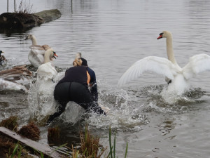 Podezření na ptačí chřipku se nepotvrdilo. Labuť na přehradě zabil náraz do překážky