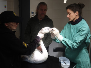 Podezření na ptačí chřipku se nepotvrdilo. Labuť na přehradě zabil náraz do překážky