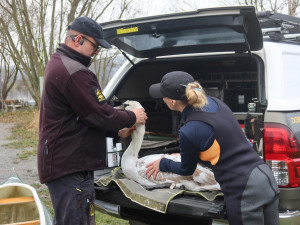 Podezření na ptačí chřipku se nepotvrdilo. Labuť na přehradě zabil náraz do překážky