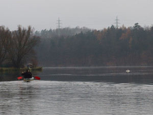 Podezření na ptačí chřipku se nepotvrdilo. Labuť na přehradě zabil náraz do překážky