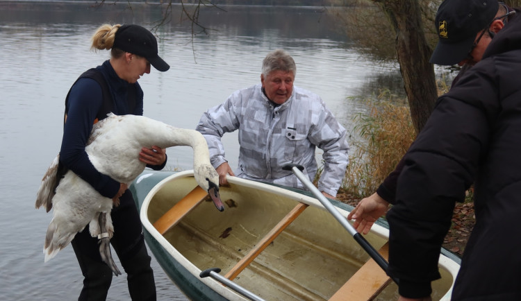 Podezření na ptačí chřipku se nepotvrdilo. Labuť na přehradě zabil náraz do překážky