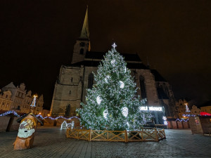 Plzeňský strom, foto: Zuzana Duzbabová