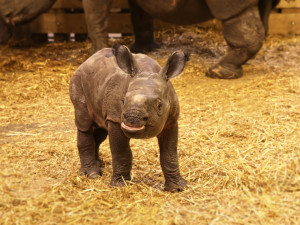 VIDEO: Zoo zveřejnila unikátní záběry z porodu nosorožce, na mládě čekali 9 let