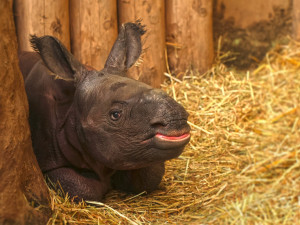 VIDEO: Zoo zveřejnila unikátní záběry z porodu nosorožce, na mládě čekali 9 let