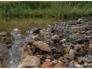 Vojenský výcvik a příroda se nevylučují. V Brdech díky tomu prospívají obojživelníci